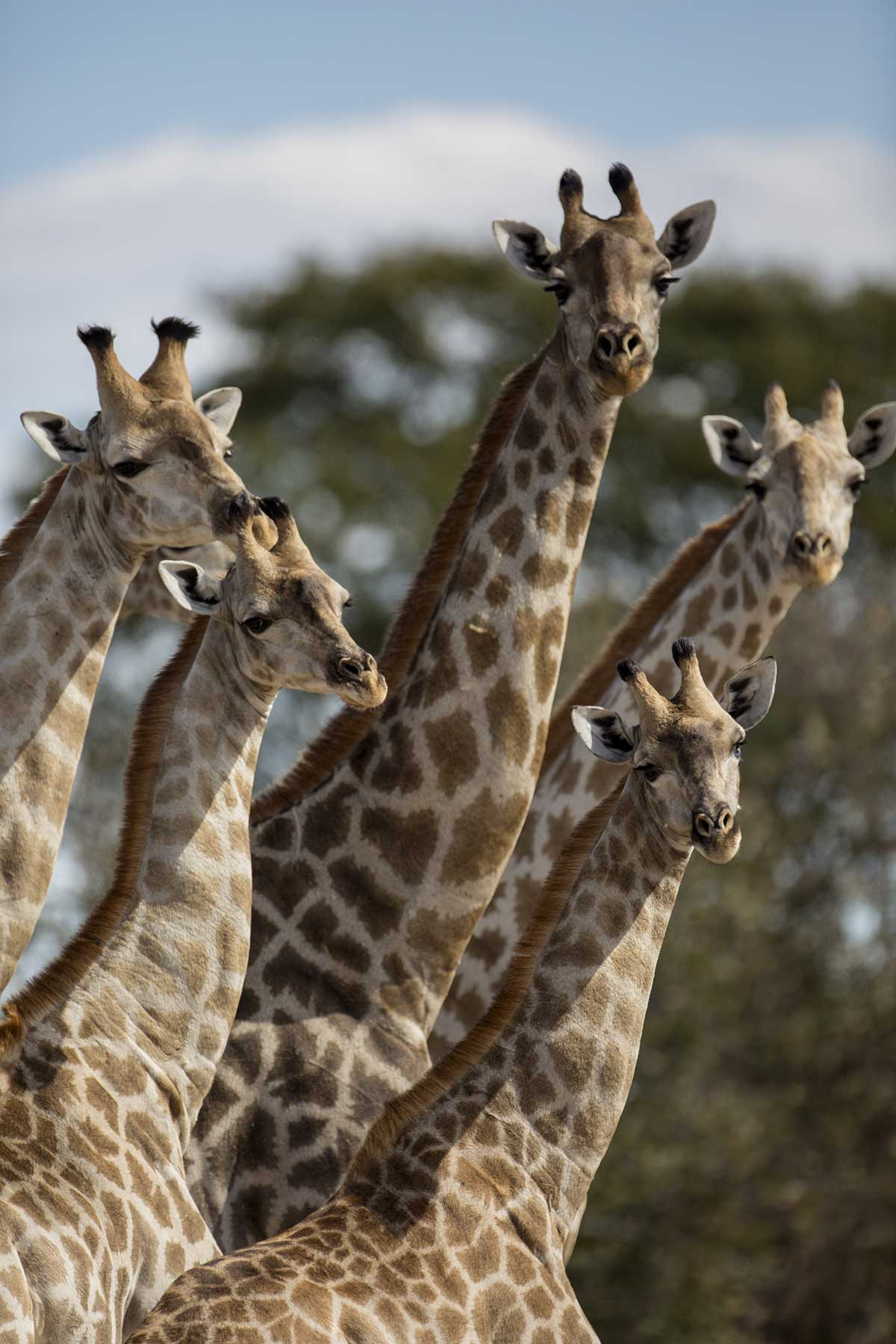 Giraffe family gamedrive Chase Africa Safaris Giraffe family gamedrive Chase Africa Safaris