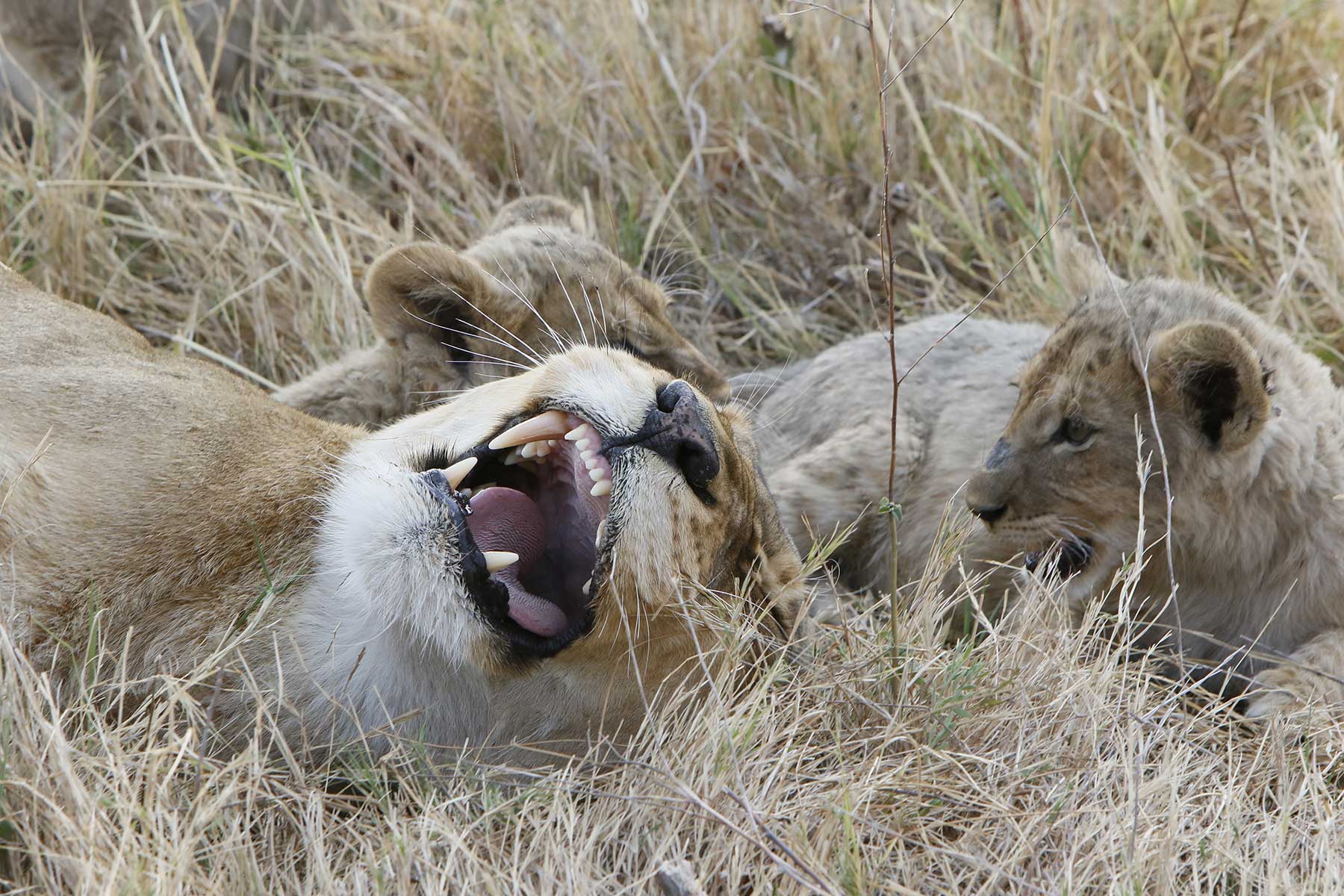 Comfort mobile safaris with Chase Africa Safaris Comfort mobile safaris with Chase Africa Safaris