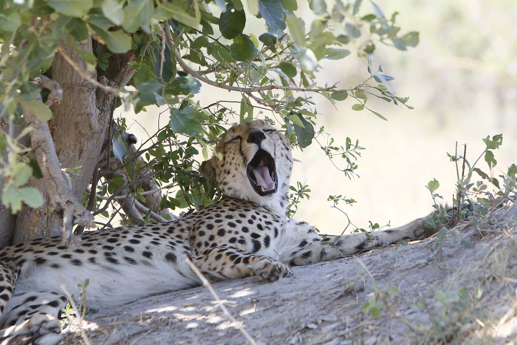 Budget mobile safaris with Chase Africa Safaris Budget mobile safaris with Chase Africa Safaris